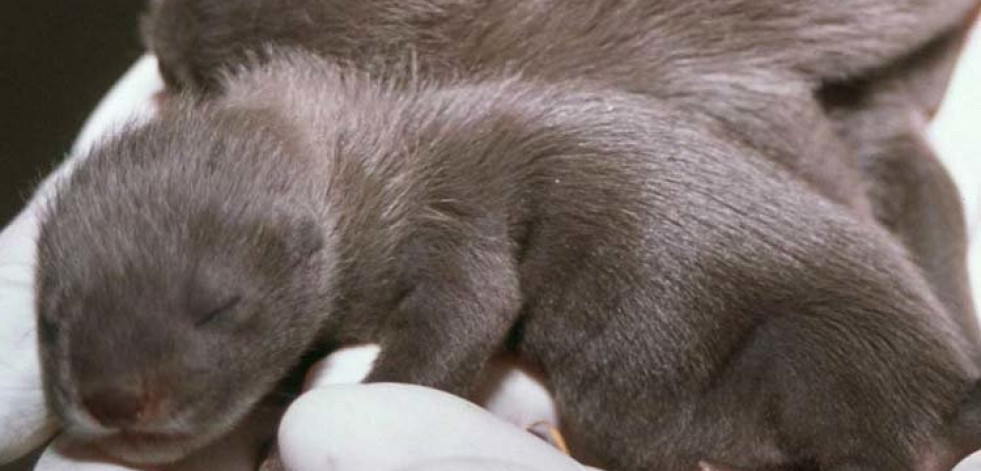 Aves, moluscos, un mamífero y un arbusto están en peligro