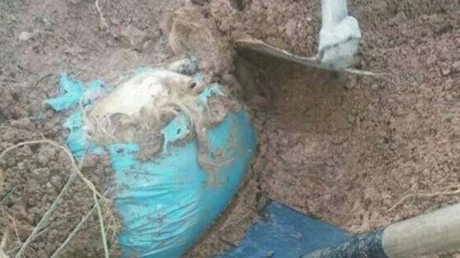 Condenan a 12 meses de cárcel a un padre y un hijo de A Pobra por un delito de maltrato animal