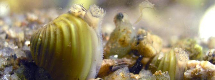 La almeja asiática ya llegó a algunas  masas de agua sin conexión con los ríos