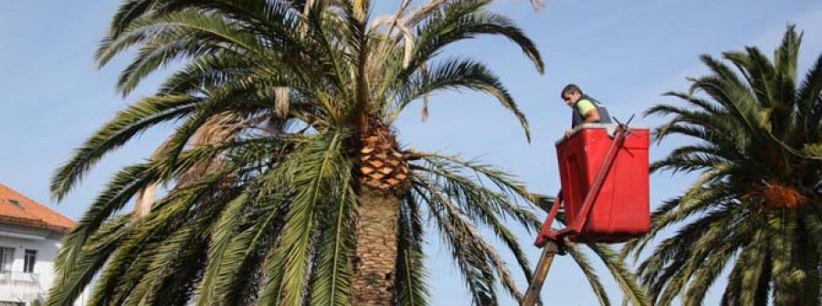 CAMBADOS-Intervienen una palmera junto al Concello para evitar un posible contagio al resto de ejemplares