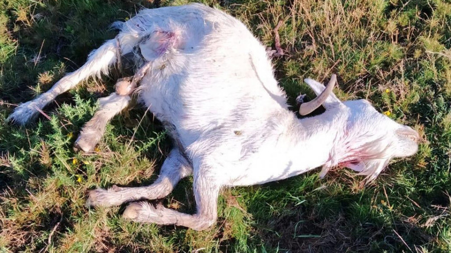 El aumento de los ataques de los lobos al ganado genera temor en el rural de Boiro