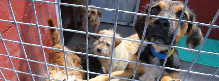 MEIS-Ponen en marcha la web del Centro de Acogida de animales de A Armenteira