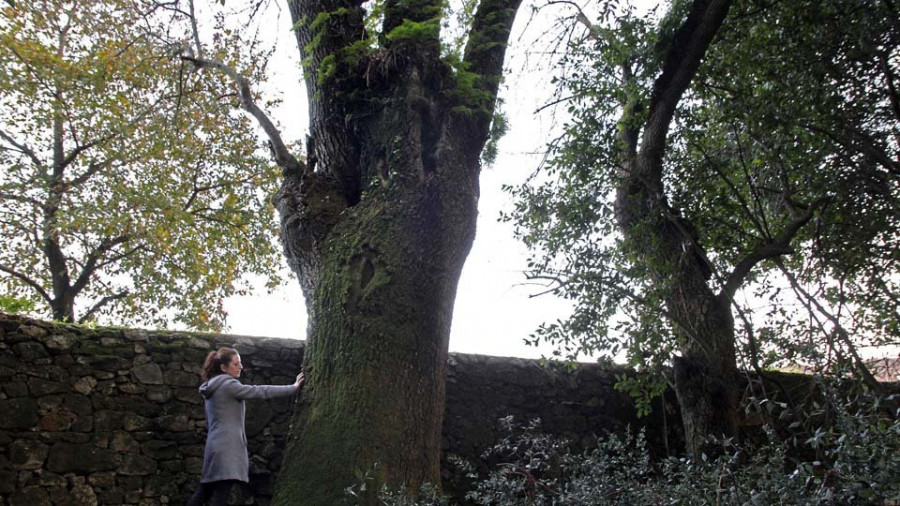 La Xunta tramita la máxima protección para el árbol más antiguo del bosque del Pazo de Fefiñáns