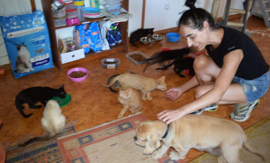 Un nuevo hogar para los gatos abandonados