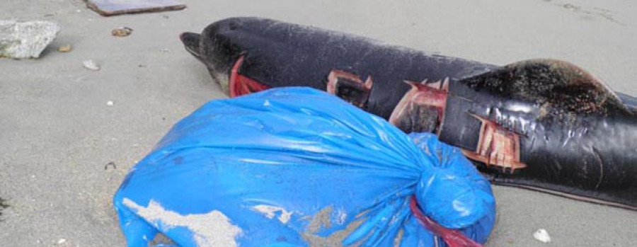 RIVEIRA - Las mareas arrastran una decena de delfines muertos hasta playas situadas entre O Vilar y Coroso