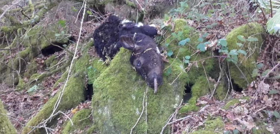 Investigan la aparición de treinta becerros muertos en el monte entre Cuntis y A Estrada