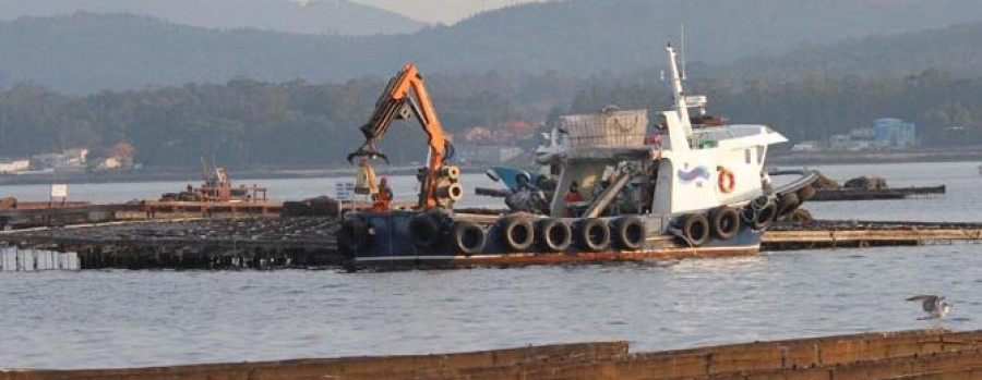 La toxina lipofílica cierra Arousa a  la extracción  de mejillón