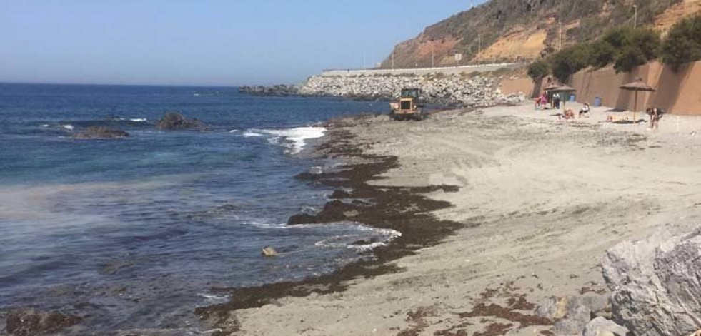 Peligra el ecosistema marino de Ceuta por un alga “invasora”