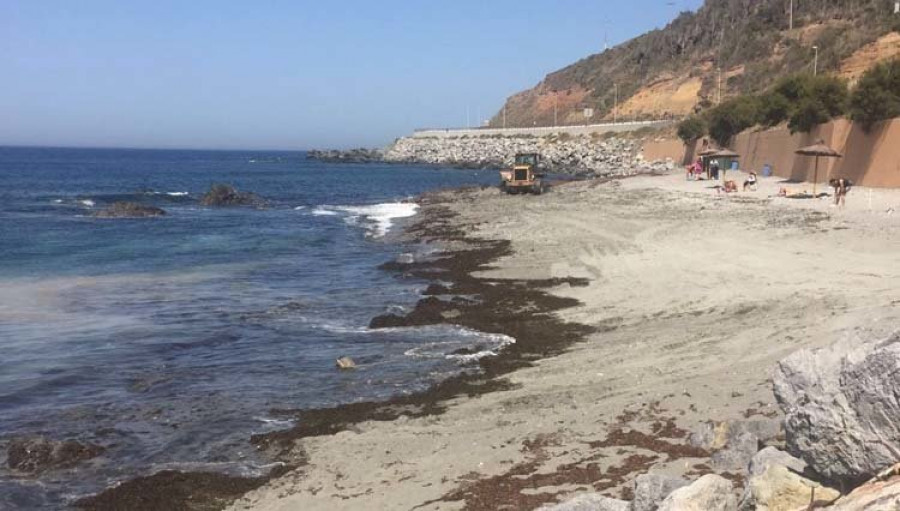 Peligra el ecosistema marino de Ceuta por un alga “invasora”