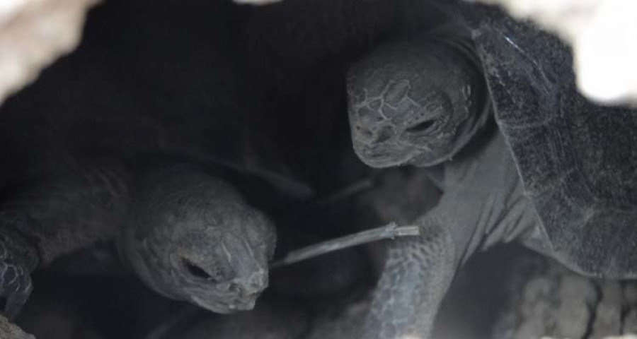 Nacen tortugas después de un siglo en las Galápagos
