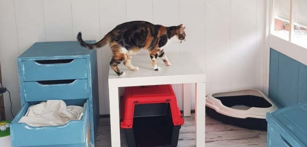 Un hotel para gatos con suites “de lujo”