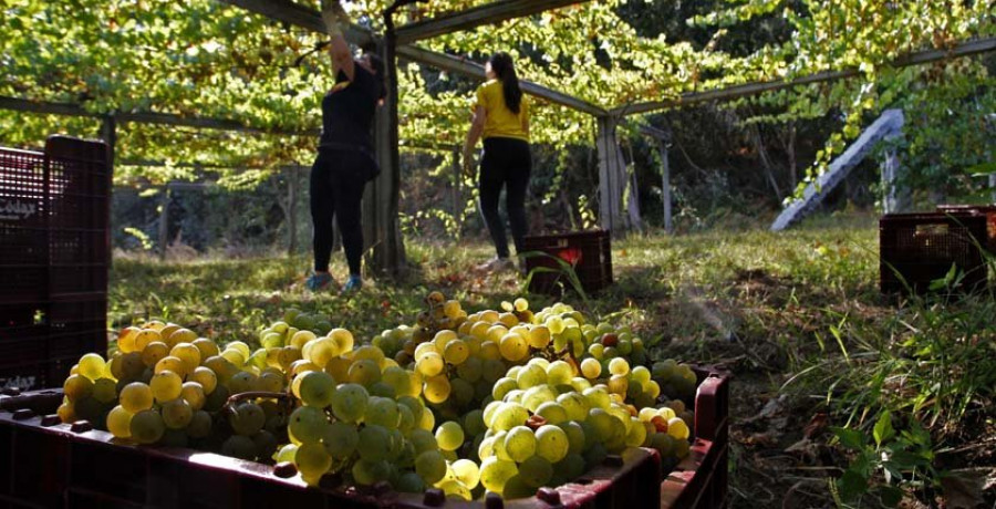 Rías Baixas estudia ampliar la DO a Mondariz y a más parroquias del Ulla