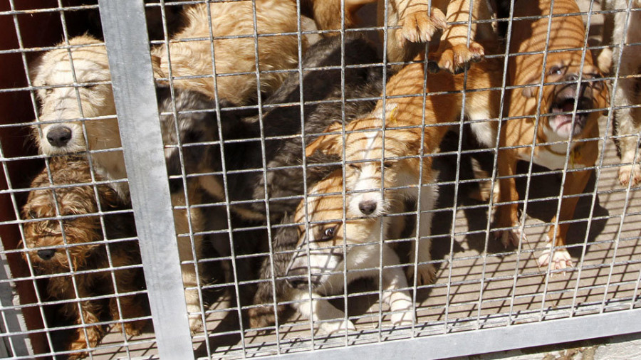 Adjudican por 293.600 euros el contrato para adaptar el CAAN a la Lei de Benestar Animal