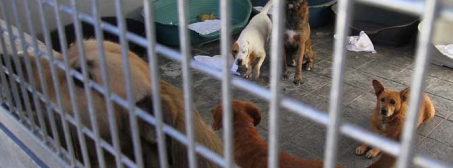 El Concello implicará a la Policía Local en una campaña contra el abandono animal