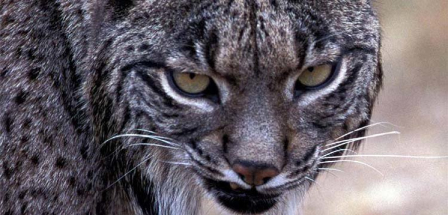 A POBRA - El vecino que avistó un lince se reafirma en su descripción del animal que vio con telescopio