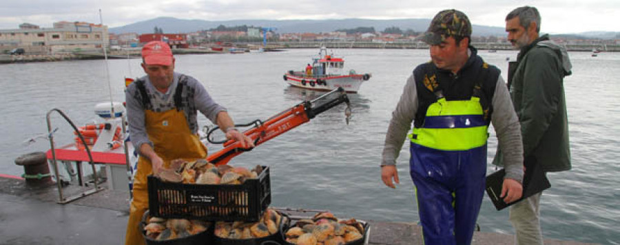 Porto de Cambados se abastecerá de vieira de Bueu ante la falta de recurso en los bancos de Arousa