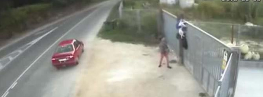 MEIS-Dos vecinos se confiesan autores del lanzamiento de un perro al recinto de la Protectora Os Palleiros