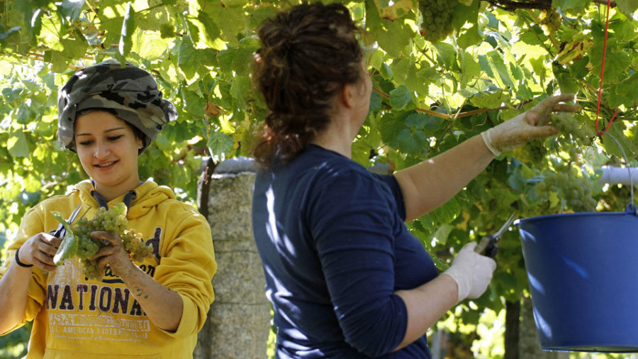 Las cinco DOs cierran la tercera mayor vendimia de la década, con Rías Baixas al frente