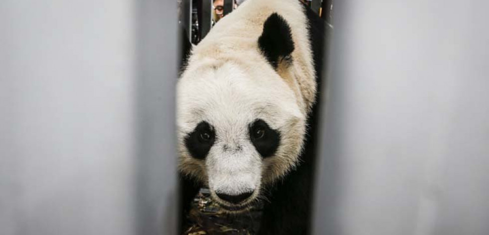 Dos pandas gigantes llegan a Indonesia prestados por China