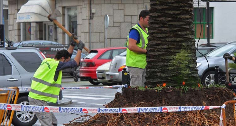 Dos trampas del Concello capturan 300 ejemplares de picudo rojo en las palmeras