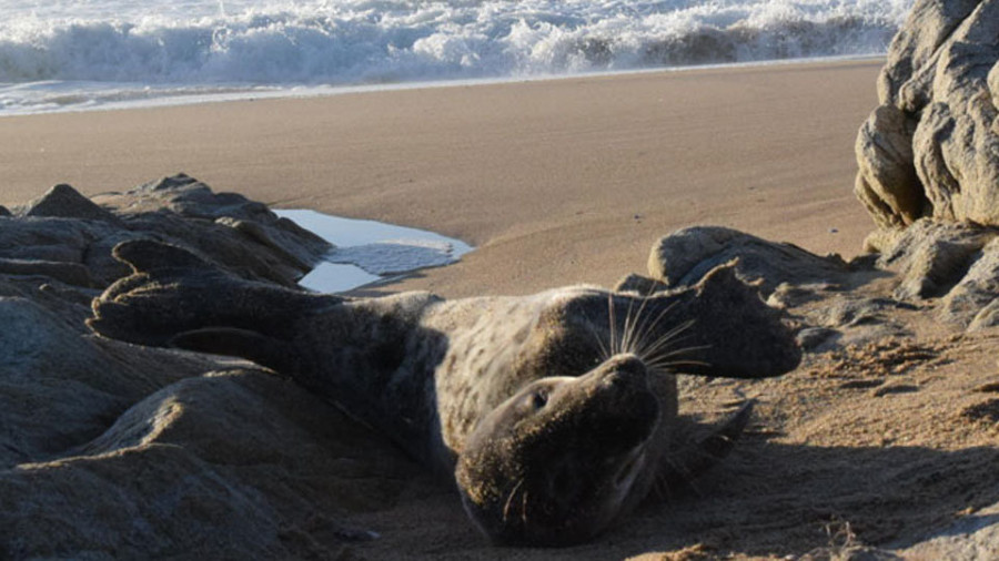 Tratan de recuperar en la UCI de la Cemma a una foca varada el fin de semana en la playa de Balieiros