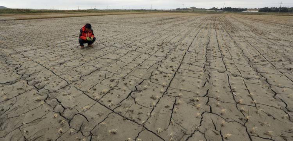El vinagre ayuda a las plantas a combatir la sequía