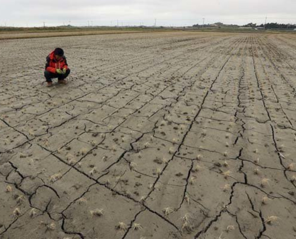 El vinagre ayuda a las plantas a combatir la sequía
