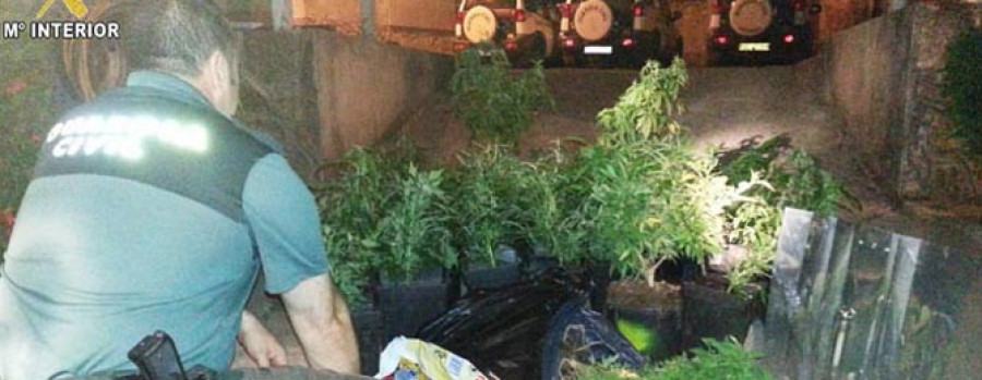 VILANOVA - Llaman a la Guardia Civil por una riña y los imputan al tener 304 plantas de marihuana