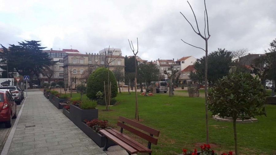 La Paulonia, el árbol más ecológico, llega a O Corgo para quedarse