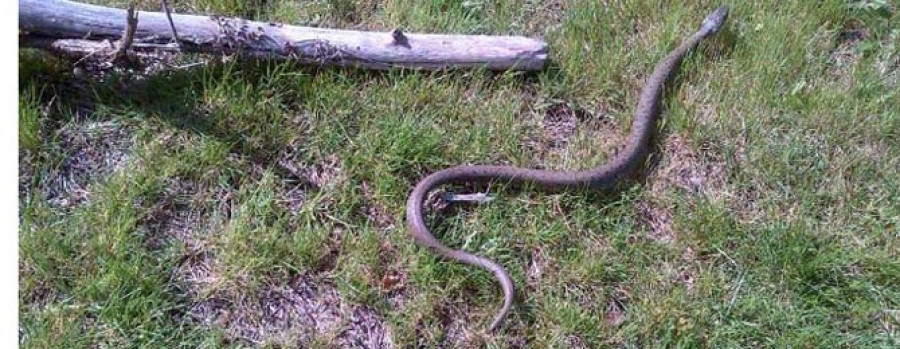 Devuelven al monte una serpiente de gran tamaño aparecida en A Compostela