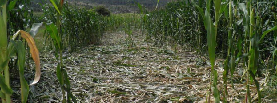 RIVEIRA-La desazón por daños del jabalí en el maíz también afecta a Belles y A Galea