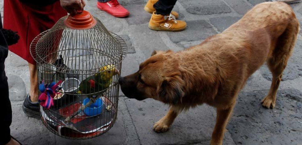 El abandono animal “cuesta” a Galicia más de tres millones