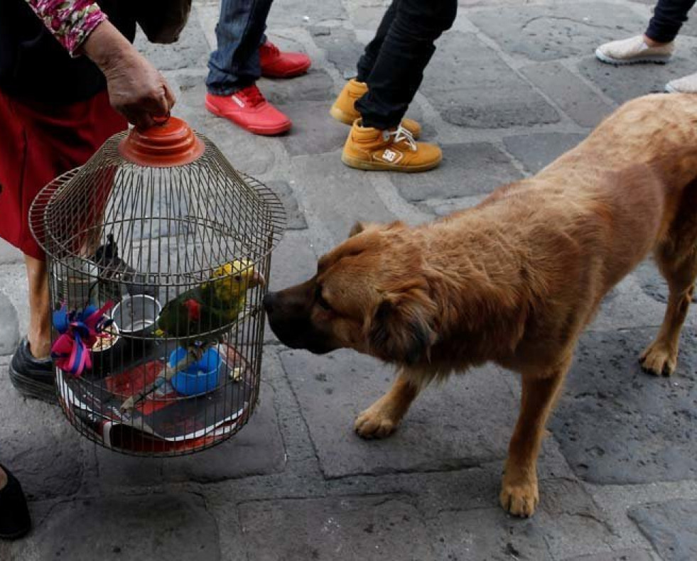 El abandono animal “cuesta” a Galicia más de tres millones