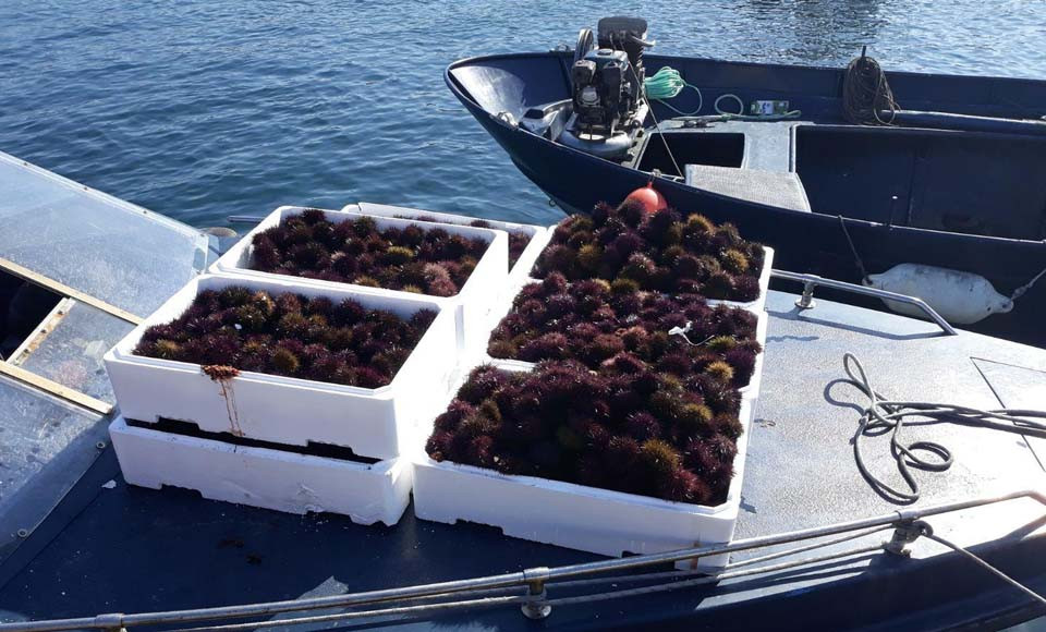 Científicos gallegos consiguen criar 2.000 erizos de mar en cautividad y estudian su adaptación al medio natural