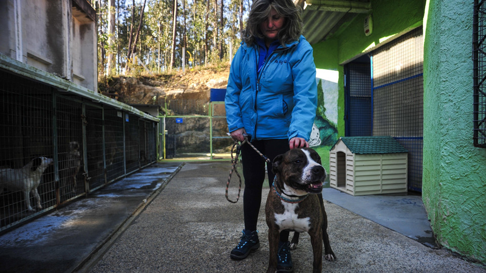 El abandono de perros peligrosos se triplicó en el último año en Cambados
