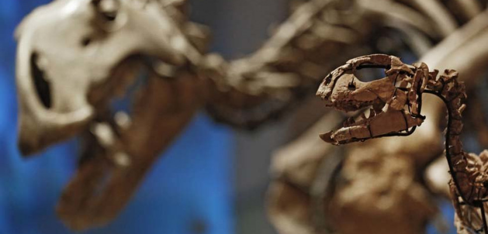 Tras extinguirse los dinosaurios aparecieron conchas gigantes