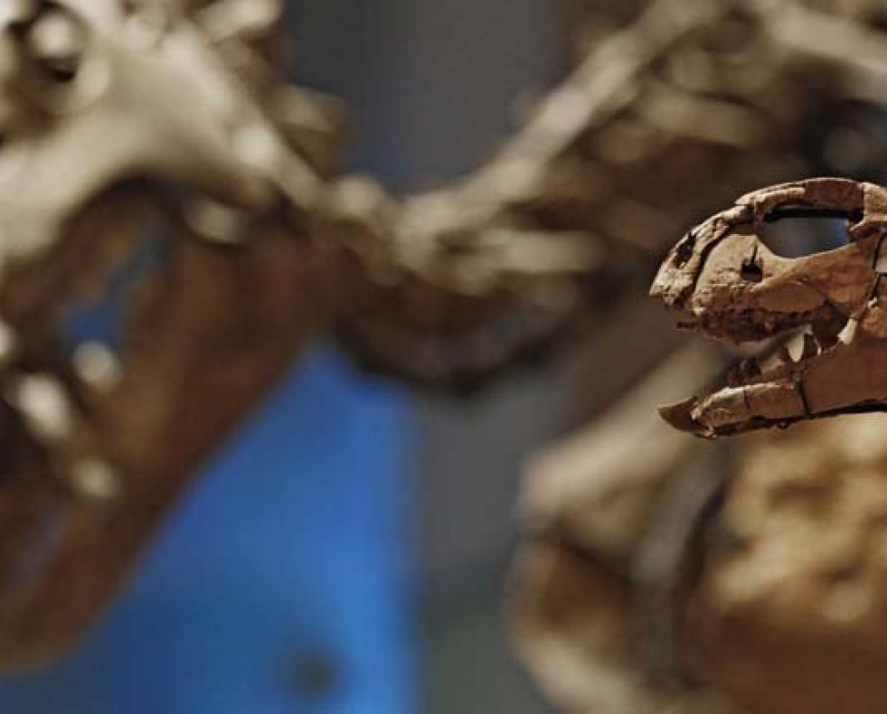 Tras extinguirse los dinosaurios aparecieron conchas gigantes