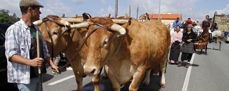 cambados- Vilariño da valor añadido a la tradición agrícola