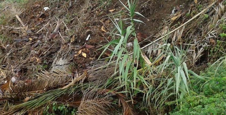 Denuncian vertidos de restos de poda de palmera en el acantilado del parque Panadeira