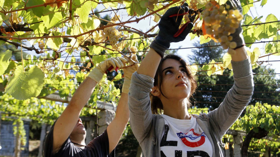 Rías Baixas prevé una vendimia adelantada de unos 36,6 millones de kilos de uvas