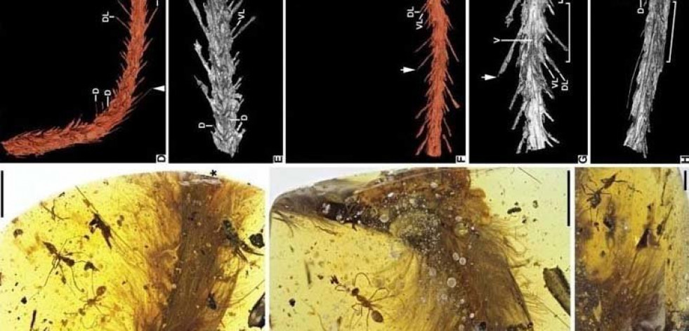 Encuentran conservada en ámbar una cola de dinosaurio