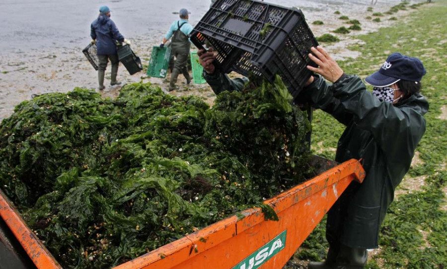 El CIMA apuesta por una unidad de mantenimiento de macroalgas para garantizar su sostenibilidad