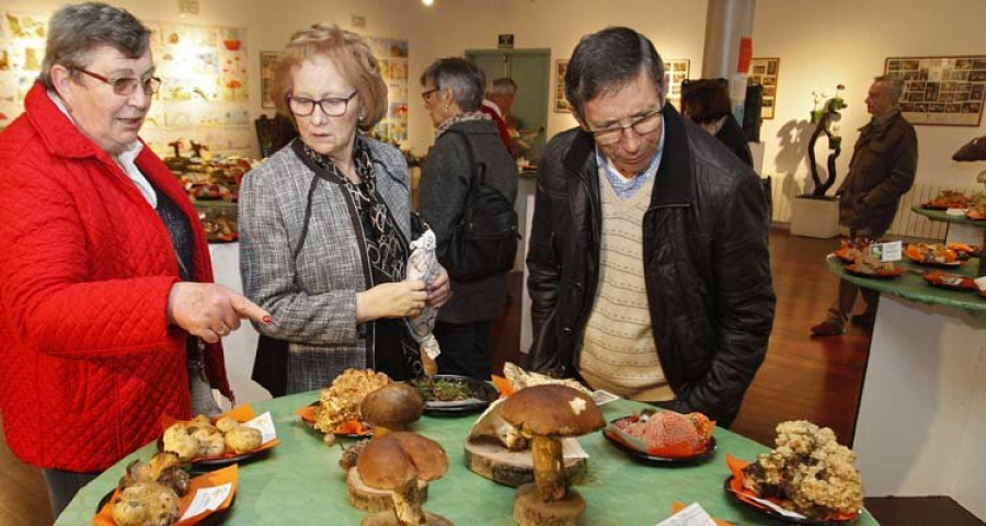 Reportaje | A Cantarela logra 80 especies distintas para su Exposición Micolóxica