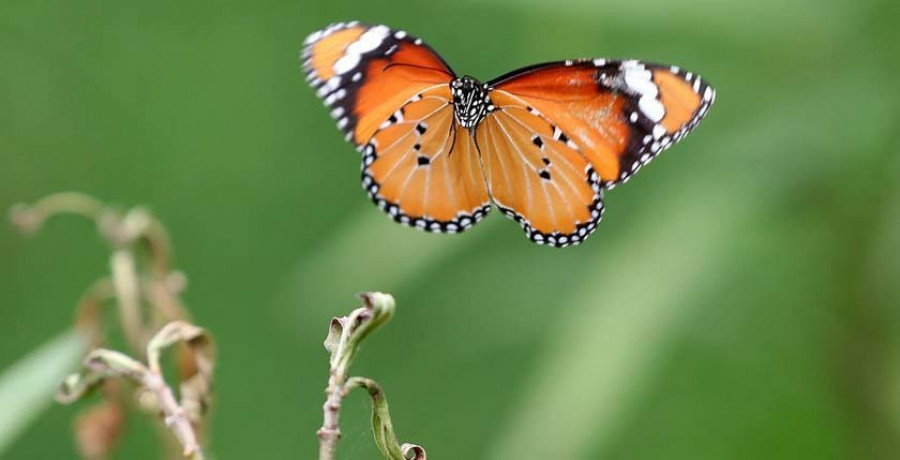 Los ecosistemas colapsarían sin los invertebrados