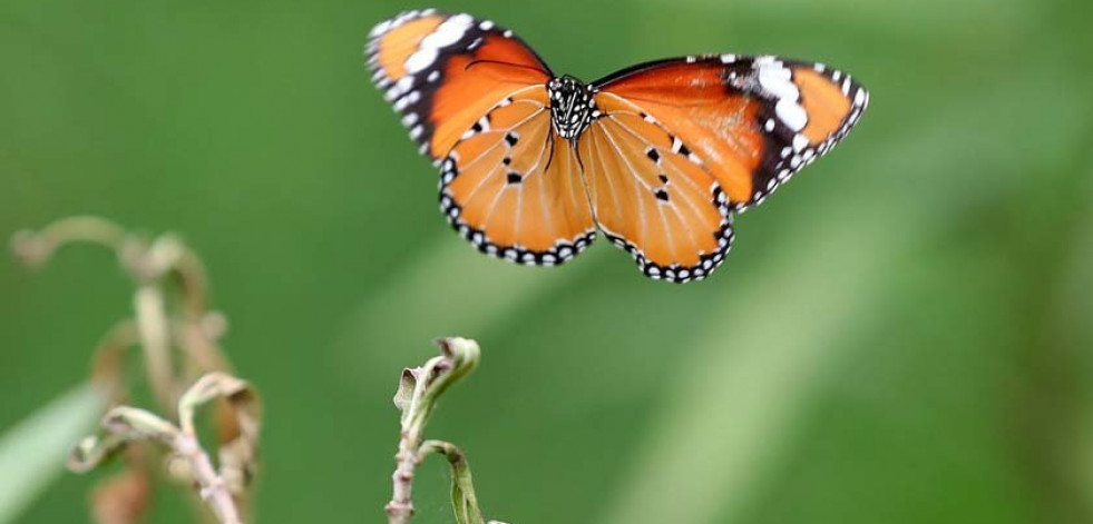 Los ecosistemas colapsarían sin los invertebrados