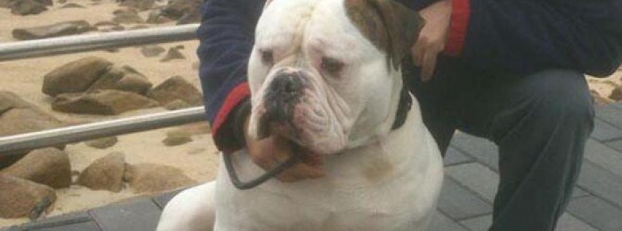 RIVEIRA-El municipio acogerá el 8 de marzo la segunda exposición nacional  de bulldog americano