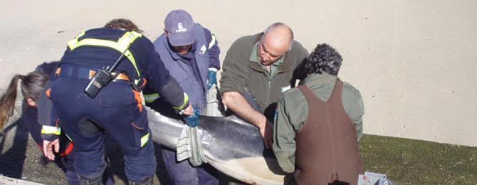 SANXENXO - Los servicios municipales devuelven al  mar un delfín que apareció varado en O Bao