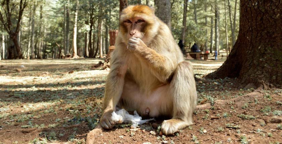 Los monos del Atlas sufren de males como la obesidad