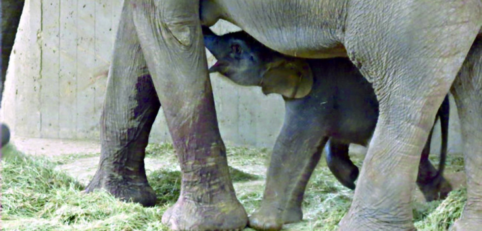 Nace una cría de elefante de Sumatra en un zoo de Madrid