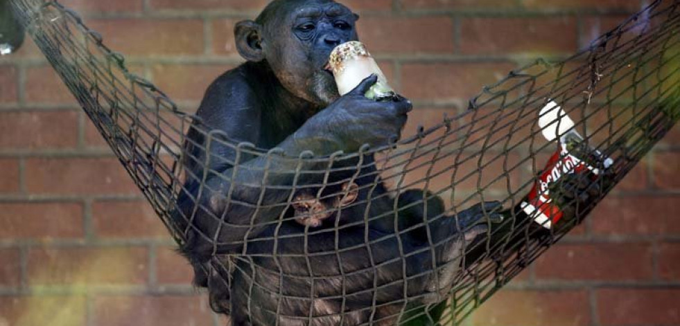 Los chimpancés mantienen su personalidad durante años